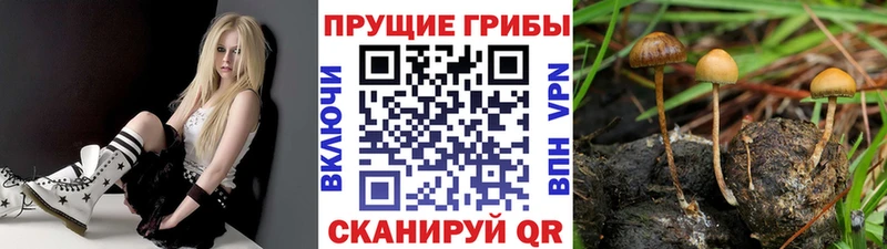хочу   Курчалой  Псилоцибиновые грибы прущие грибы 